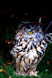 by archwilio, Views[259]