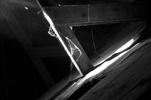 Where a web is created life seems to have diminished.