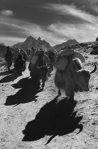 Yaks on the route of Everest Base Camp