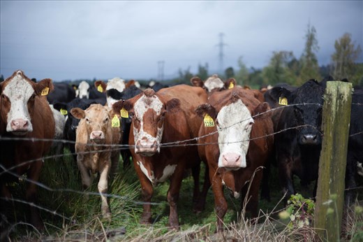 Angry, yet curious, the herd thunders forward.