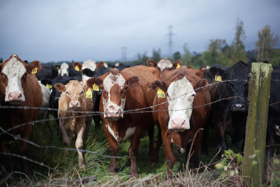 Angry, yet curious, the herd thunders forward.