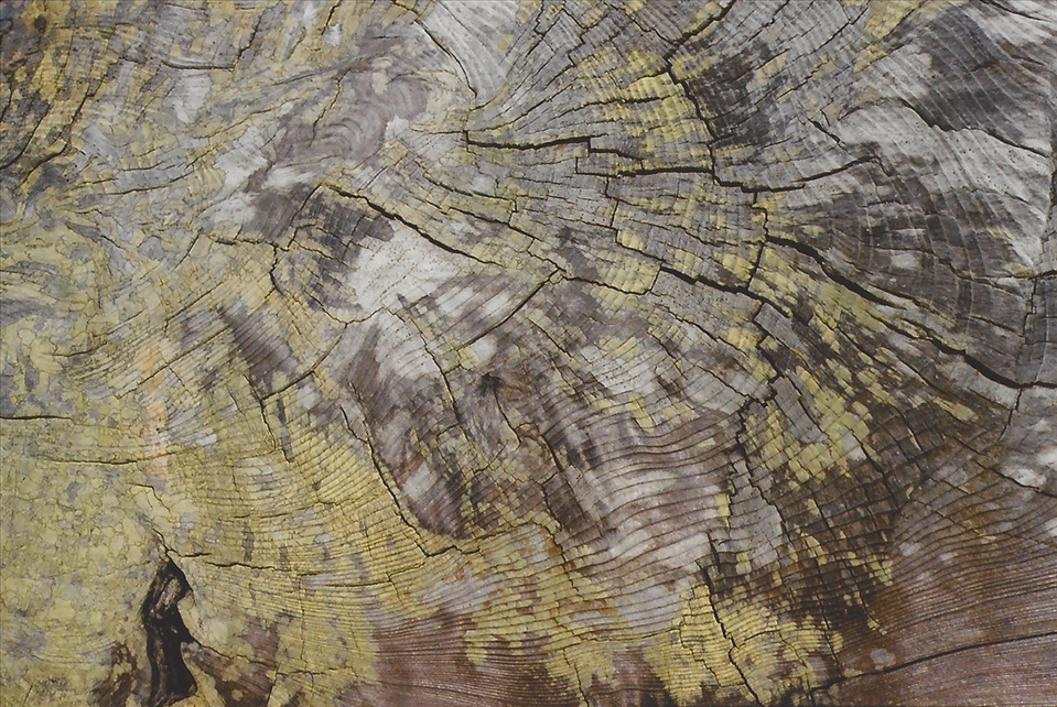 Now we can only hope to age as beautifully and wisely as nature around us has.