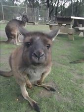 Hello Kangaroo, Ballarat - Australia: by arika-mae, Views[290]
