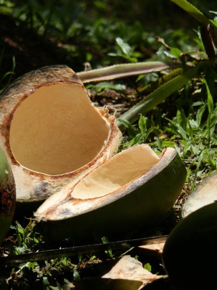 Fresh Coconut, Lautoka - Fiji