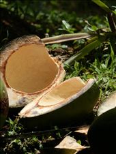 Fresh Coconut, Lautoka - Fiji: by arika-mae, Views[267]