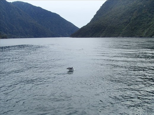 Dolphin Playground, Milford Sound - New Zealand