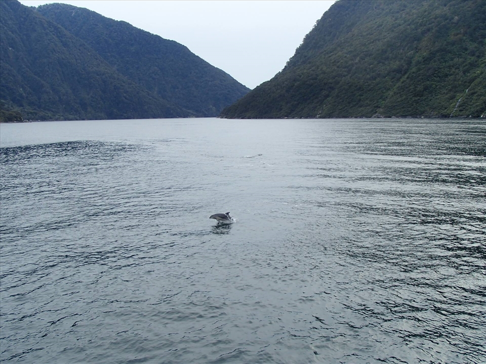 Dolphin Playground, Milford Sound - New Zealand