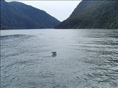 Dolphin Playground, Milford Sound - New Zealand: by arika-mae, Views[195]