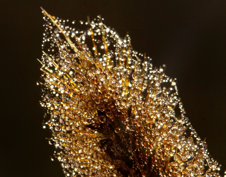 the dew on this reed reminded me of a crystal chandelier. How blessed are we that such beauty is real