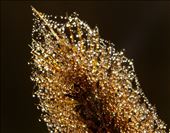 the dew on this reed reminded me of a crystal chandelier. How blessed are we that such beauty is real: by armandacarol, Views[620]