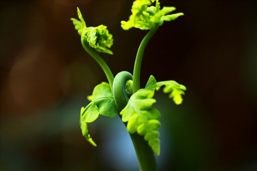 I was on an early morning hike and got to play with my new 100mm Macro on this beauty. 