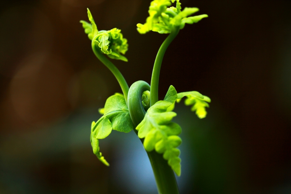 I was on an early morning hike and got to play with my new 100mm Macro on this beauty. 