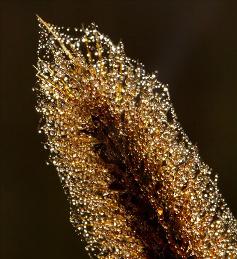 Staying on a Farm stay property in the Bellthorpe National Park. I got up early by myself and when exploring and found the light hitting this reed by the pond so stunning I had to try and capture it with my Macro Lens