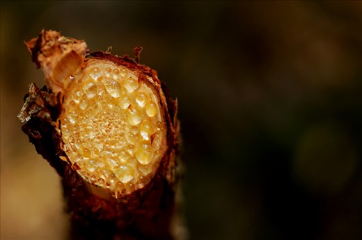 I spent a day volunteering on an Island in the Gold Coast bay area. We had to remove sapling pines that were altering the eco system. I also volunteered my photography this day and had to capture these sap beads.
