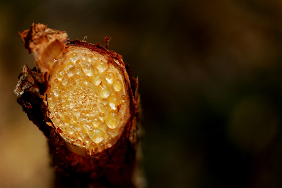 I spent a day volunteering on an Island in the Gold Coast bay area. We had to remove sapling pines that were altering the eco system. I also volunteered my photography this day and had to capture these sap beads.