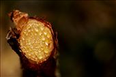 I spent a day volunteering on an Island in the Gold Coast bay area. We had to remove sapling pines that were altering the eco system. I also volunteered my photography this day and had to capture these sap beads.: by armandacarol, Views[637]