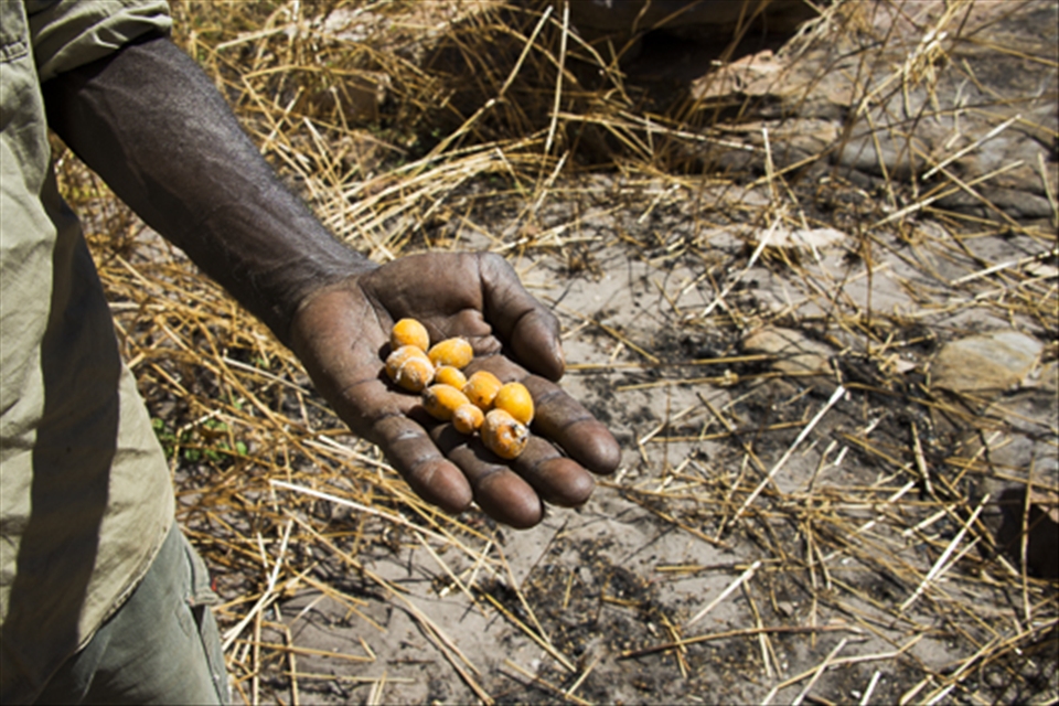 Aboriginal elder Garry Djorlom learnt how to hunt and gather food provided by the land from his father, Dudley Djorlom and his uncles. Walking through the scrub with Garry he would point out and name different trees in his traditional language (Kunwinjku). Occasionally he would stop to pick some fruit “I’m going to take these back to my grand kids” he would say, with an earnest smile.