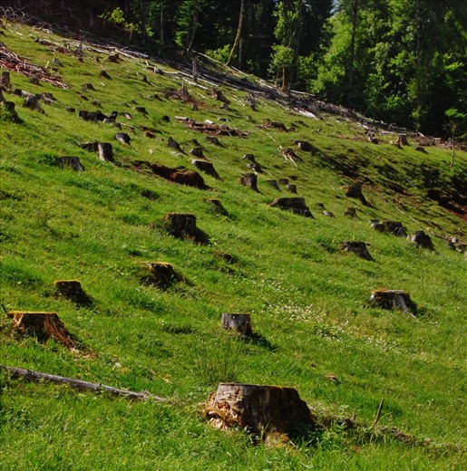 This may look like a graveyard for trees but this area provides wood for building, cooking and heating, which sustains the farm through long winter months. The land also
feeds the grazing goats and houses many wild mushrooms.