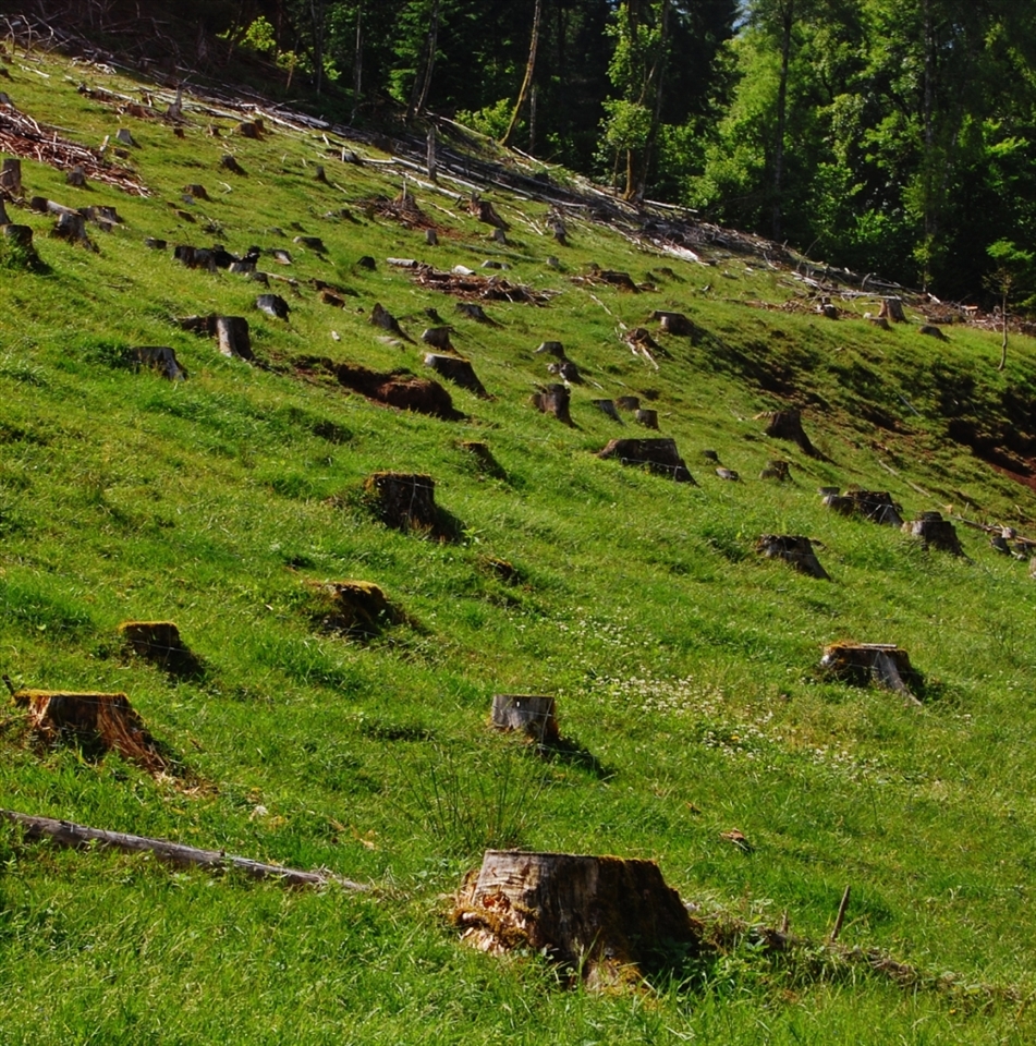 This may look like a graveyard for trees but this area provides wood for building, cooking and heating, which sustains the farm through long winter months. The land also
feeds the grazing goats and houses many wild mushrooms.