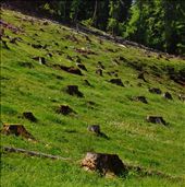 This may look like a graveyard for trees but this area provides wood for building, cooking and heating, which sustains the farm through long winter months. The land also
feeds the grazing goats and houses many wild mushrooms.: by aroundland, Views[352]