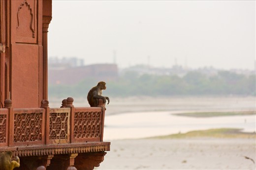 A monkey sits atop the balcony of a mosque in the Taj Mahal Complex in Agra.