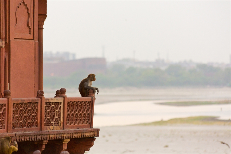 A monkey sits atop the balcony of a mosque in the Taj Mahal Complex in Agra.