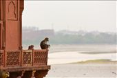 A monkey sits atop the balcony of a mosque in the Taj Mahal Complex in Agra.: by arpanbhandari, Views[640]
