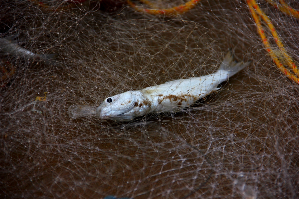 Reward from Nature for the local people