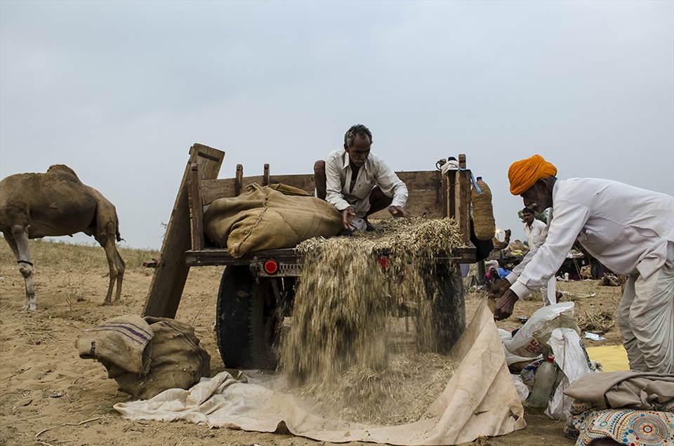 setting up the food stock for their livestock.