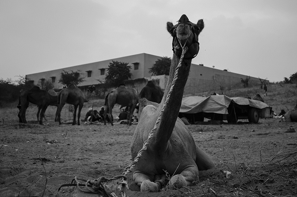 'The reward'. the highest bidder gets the best camel among the herd. This majestic creature of desert has grim future ahead as factors like mechanization of farms are behind its declining population.