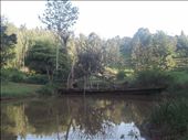 The river shows placidity: by art, Views[161]