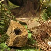 Insect film still 1: by arthomas, Views[235]