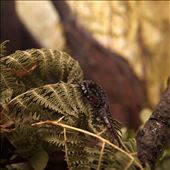 Insect film still 2: by arthomas, Views[240]