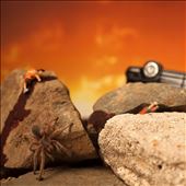 insect film still 5: by arthomas, Views[370]