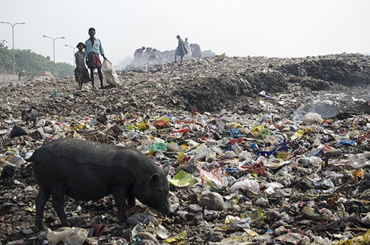 Waste pickers work in the dump yard along with pigs