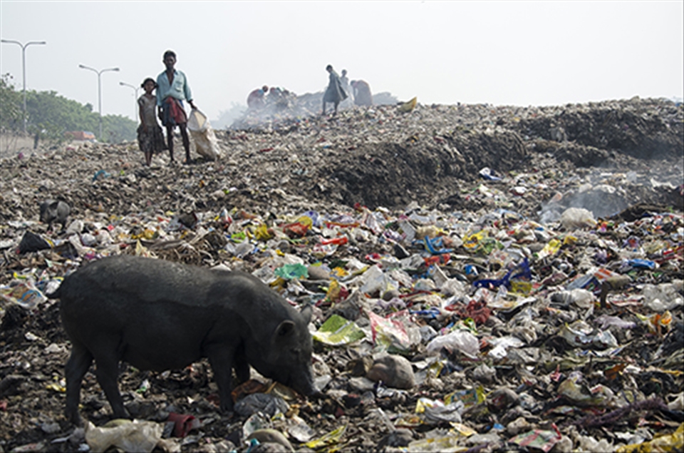 Waste pickers work in the dump yard along with pigs