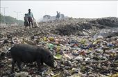 Waste pickers work in the dump yard along with pigs: by artist-mukherjee, Views[751]