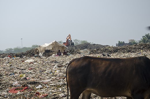 They even stay in the dumpyard making temporary homes.