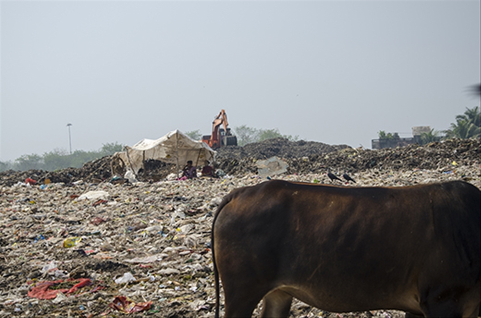 They even stay in the dumpyard making temporary homes.