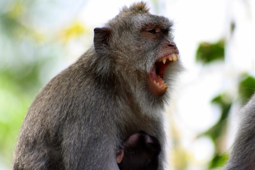 monkeys are everywhere, they are a sort of different family