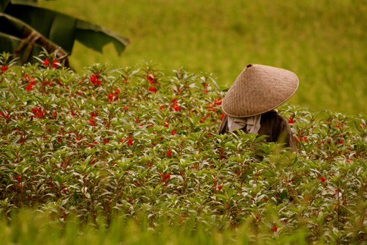picking up in one of the many fields, in a normal daily routine