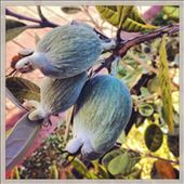 Feijoas : by arumblytummy, Views[1532]