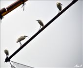 The lake is also a haven for numerous bird species.: by arun, Views[342]