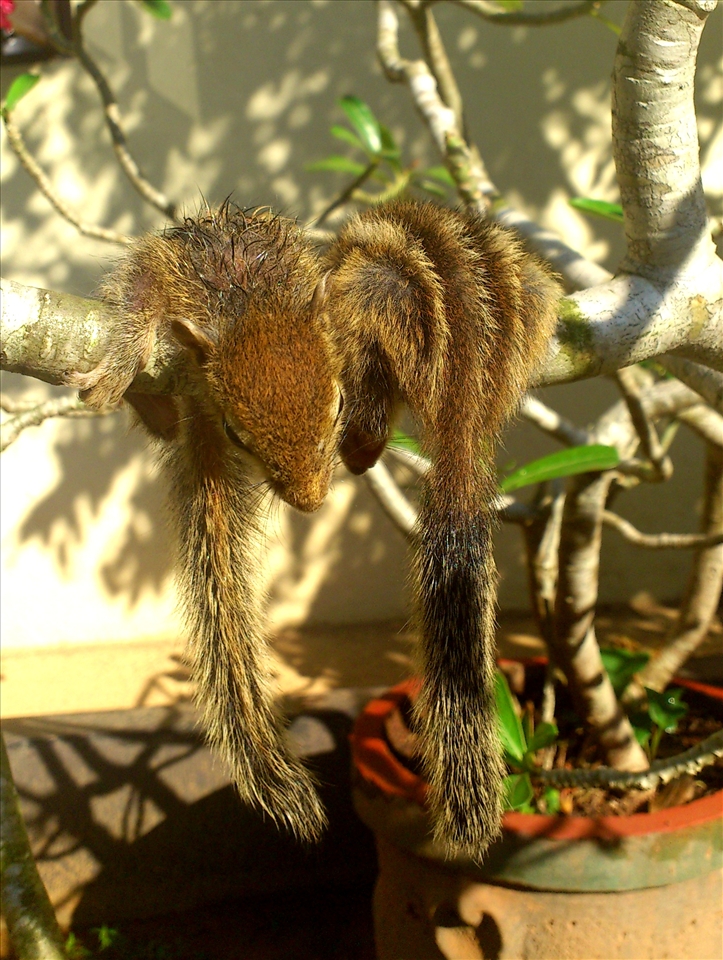 Eddie & Eddie 1st time on a Tree. Still Trying find the balance on the brach