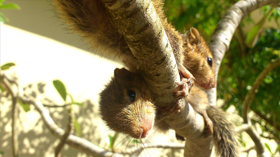 Playing all day is their main goal. Sometimes not in the most friendly way