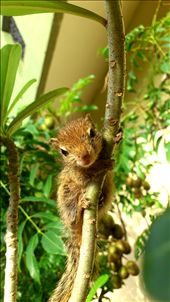 Little Eddie likes to hug a branch and rest after playing with her twin: by ashara, Views[305]