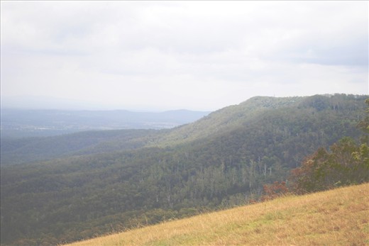 Little rain for a long time really takes affect on places, even large valleys.  Tamborine Mountain has seen a fair share of cruel and relentlessly dry weather, and is beginning to show signs of succumbing. 