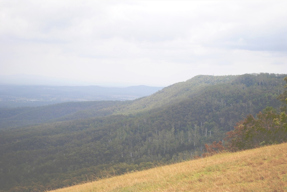 Little rain for a long time really takes affect on places, even large valleys.  Tamborine Mountain has seen a fair share of cruel and relentlessly dry weather, and is beginning to show signs of succumbing. 