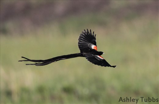 Long-tailed Widowbird