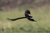 Long-tailed Widowbird: by ashleytubbs, Views[316]